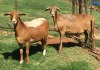 1X OOI/EWE B3GENETICS PTY LTD 1x Pregnant