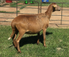 1X OOI/EWE B3GENETICS PTY LTD 1x Pregnant - 2