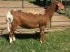 1X OOI/EWE B3GENETICS PTY LTD 1x Pregnant - 3