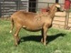 1X OOI/EWE B3GENETICS PTY LTD 1x Pregnant - 4