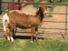 1X OOI/EWE B3GENETICS PTY LTD 1x Pregnant - 5