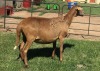 1X OOI/EWE B3GENETICS PTY LTD 1x Pregnant - 6