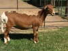 1X OOI/EWE B3GENETICS PTY LTD 1x Pregnant - 7