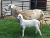 1+1X OOI/EWE B3GENETICS PTY LTD