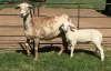 1+1X OOI/EWE B3GENETICS PTY LTD - 2