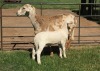 1+1X OOI/EWE B3GENETICS PTY LTD - 3