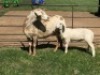 1+1X OOI/EWE B3GENETICS PTY LTD - 4