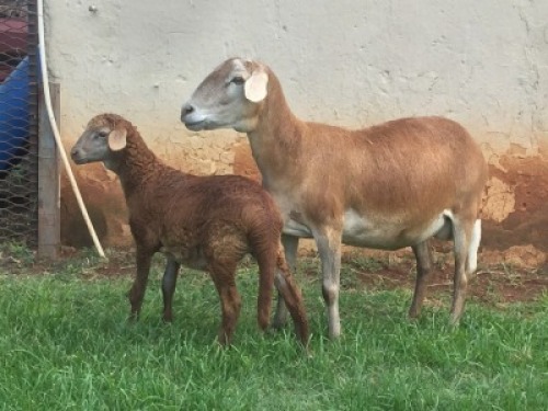 1+1X OOI/EWE B3GENETICS PTY LTD