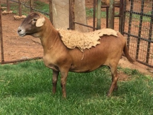 1+1X OOI/EWE B3GENETICS PTY LTD