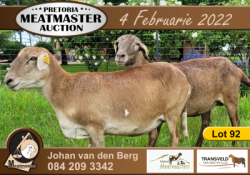 2X OOI/EWE KLIPKUIL MEATMASTERS Pregnant (Buy per piece to take the lot)