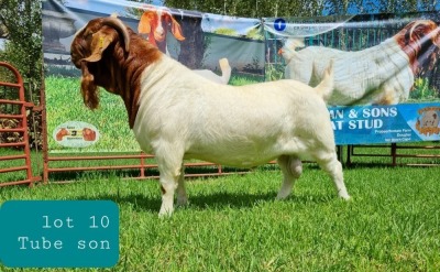 1X BOER GOAT BUCK FLOCK LJ DU RAAN & SONS