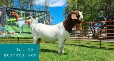 1X BOER GOAT BUCK FLOCK LJ DU RAAN & SONS