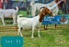 1+2X BOER GOAT DOE STUD LJ DU RAAN & SONS