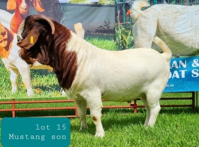 1X BOER GOAT BUCK FLOCK LJ DU RAAN & SONS