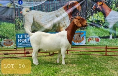 1X BOER GOAT DOE Pregnant - FLOCK LEON DU RAAN