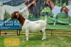 1X BOER GOAT DOE Pregnant - FLOCK LEON DU RAAN - 2