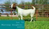 1X BOER GOAT DOE Pregnant - FLOCK LJ DU RAAN & SONS