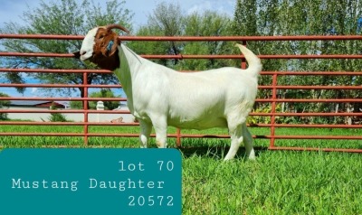 1X BOER GOAT DOE Pregnant - FLOCK LJ DU RAAN & SONS