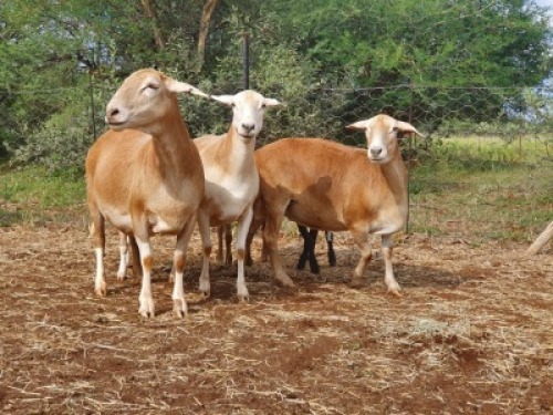LOT 33 2X MEATMASTER OOI MET LAMMERS/EWE WITH LAMBS THABA MEATMASTERS(PER STUK OM LOT TE NEEM/PER PIECE TO TAKE THE LOT)