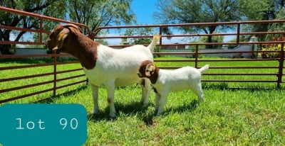 1+1X BOER GOAT DOE FLOCK LJ DU RAAN & SONS