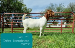 1X BOER GOAT DOE FLOCK LJ DU RAAN & SONS