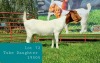 1X BOER GOAT DOE Pregnant - FLOCK LJ DU RAAN & SONS