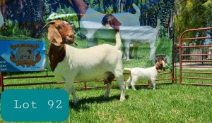 1+1X BOER GOAT DOE STUD LJ DU RAAN & SONS