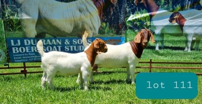 1+1X BOER GOAT DOE STUD LJ DU RAAN & SONS