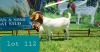 1+1 X BOER GOAT DOE FLOCK LJ DU RAAN & SONS