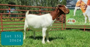 1X BOER GOAT DOE FLOCK LJ DU RAAN & SONS