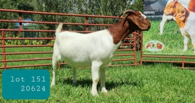 1X BOER GOAT DOE FLOCK LJ DU RAAN & SONS