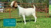 1X BOER GOAT DOE Pregnant - FLOCK LJ DU RAAN & SONS