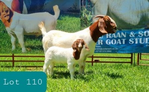 1+1X BOER GOAT DOE FLOCK LJ DU RAAN & SONS