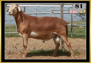 LOT 81 1X MEATMASTER RAM