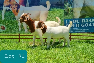 1 X BOER GOAT DOE Pregnant - FLOCK LJ DU RAAN & SONS