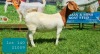 1X BOER GOAT DOE Pregnant - FLOCK LEON DU RAAN