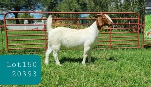 1X BOER GOAT DOE STUD LJ DU RAAN & SONS