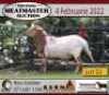 1X RAM KERN MEATMASTERS - 2