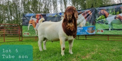 1X BOER GOAT BUCK STUD LJ DU RAAN & SONS