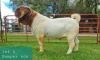 1X BOER GOAT BUCK STUD LJ DU RAAN & SONS