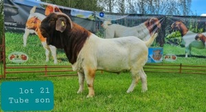 1X BOER GOAT BUCK FLOCK LJ DU RAAN & SONS