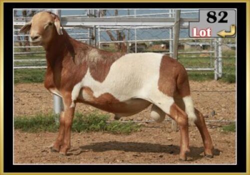 LOT 82 1X MEATMASTER RAM