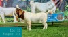 1X BOER GOAT BUCK STUD LJ DU RAAN & SONS