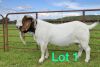 ONTTREK - 1X BOER GOAT BUCK STUD SCHOONHEID BOERBOKSTOET