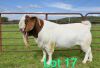 1X BOER GOAT BUCK STUD SCHOONHEID BOERBOKSTOET