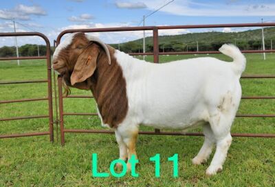 1X BOER GOAT BUCK FLOCK SCHOONHEID BOERBOKSTOET