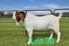 1X BOER GOAT BUCK STUD SCHOONHEID BOERBOKSTOET