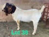 1X BOER GOAT BUCK FLOCK SCHOONHEID BOERBOKSTOET