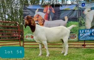 1X BOER GOAT DOE Pregnant - FLOCK LJ DU RAAN & SONS