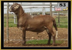 LOT 83 1X MEATMASTER RAM